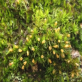 Orthotrichum stellatum moss.