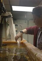 Female student in a lab testing oysters.